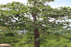 Morinda citrifolia